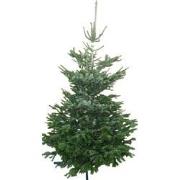 Kerstboom Warentuin Nordman A - kwaliteit Abies Nordmanniana 200 - 250...