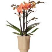 Kolibri Orchids | Oranje Phalaenopsis orchidee - Mineral Bolzano + Ret...