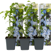 Plumbago auriculata 'Mannentrouw' - Set van 6 - Pot 9cm - Hoogte 25-40...