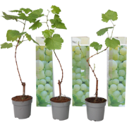 Druivenplanten - Set van 3 - Vitis Vinifera - Wit - Pot 9cm - Hoogte 2...