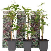 Parthenocissus 'Wilde Wingerd' - Set van 3 - Pot 9cm - Hoogte 25-40cm