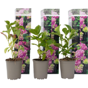 Hydrangea macrophylla - Roze - Set van 6 - Hortensia - Pot 9cm - Hoogt...