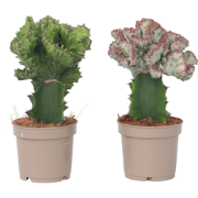 Euphorbia Lactea Cristata / Frankii - Mix van 2 - Pot 12cm - Hoogte 25...