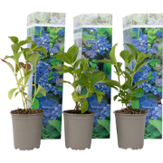 Hydrangea macrophylla - Blauw - Set van 3 - Hortensia - Pot 9cm - Hoog...