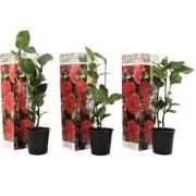 Camellia Japonica - Set van 3 - Rood - Japanse Rozen - Pot 9cm - Hoogt...