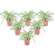 Chlorophytum comosum 'Atlantic' - Set van 6 - Pot 12cm - Hoogte 25-40c...