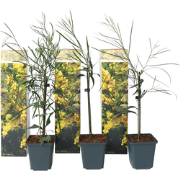 Acacia dealbata Mimosa - Set van 6 - Struik - Pot 9cm - Hoogte 25-40cm