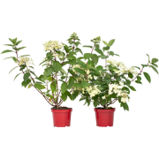 Hydrangea paniculata Wim's Red - Set van 2 - Hortensia - ?19cm - Hoogt...