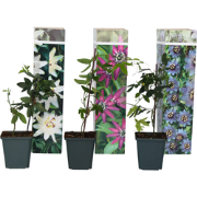 Passiflora - Mix van 6 - Passiebloem - Klimplant - Pot 9cm - Hoogte 25...