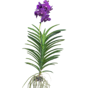 Vanda Velvet Blackberry - Bloeiende Orchidee - Hoogte 80-90cm