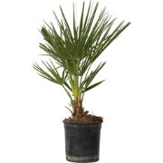 Chamaerops Humilis - Europese Dwergpalm - Pot 15cm - Hoogte 50-60cm