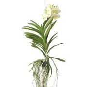 Vanda Tayanee White - Tropische Orchidee - Bloeiende Orchidee - Hoogte...