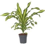 Dracaena fragrans 'Charley' - Drakenbloedboom - Pot 24cm - Hoogte 100-...