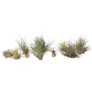 Tillandsia - Mix van 10 - Luchtplantjes - Hoogte 5-15cm