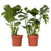 Monstera Deliciosa XL - Set van 2 - Gatenplant - Pot 21cm - Hoogte 70-...