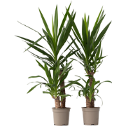 Yucca Elephantipes - Palmlelie - Set van 2 - Kamerpalm - ?21cm - Hoogt...