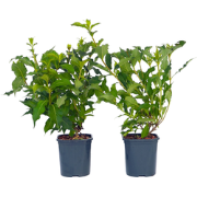 Weigela Red Prince - Set van 4 - Pot 17cm - Hoogte 25-40cm - struik/he...