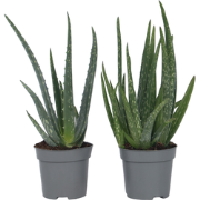 Aloë Vera - Set van 2 - Succulent - Pot 10,5cm - Hoogte 25-40cm