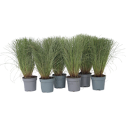 Carex 'Amazon Mist' - Set van 6 - Siergras - Pot 10,5 - Hoogte 15-25cm