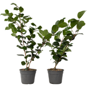 Camellia japonica 'Bonomiana' - Set de 2 - Japanse roos - ?15cm - Hoog...