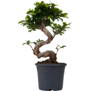 Ficus Ginseng S-vorm - Japanse Bonsai - Pot 20cm - Hoogte 55-65cm