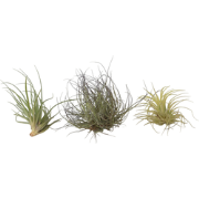 Tillandsia - Mix van 3 - Luchtplantjes - Makkelijke verzorging - Hoogt...