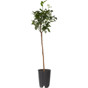 Citrus aurantium Tarocco - Set van 2 - Fruitboom - Pot 19cm - Hoogte 9...