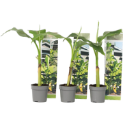 Musa Basjoo - Set van 6 - Bananenplant - Tuinplant - Pot 9cm - Hoogte ...