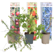 Superfruit - 3 Fruitbomen - Bosbes - Veenbes - Goji - Pot 9cm - Hoogte...