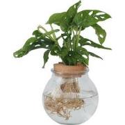 Monstera Monkey Mask Gatenplant Hydroponie Kamerplant op water