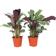 Ctenanthe 'gebedsplant' - Set van 4 - Burle-marxii - Pot 12cm - Hoogte...