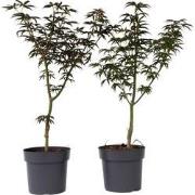 Acer palmatum 'Starfish' - Set van 2 - Esdoorn - Pot 19cm - Hoogte 60-...