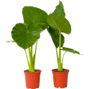 Alocasia Odora - Set van 2 - 'Olifantsoor' - Pot 17cm - Hoogte 55-75cm