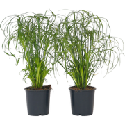 Cyperus alternifolius - Set van 4 - Parapluplant - Pot 14cm - Hoogte 4...