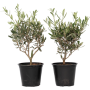 Olea Europaea - Set van 4 - Winterharde olijfstruik - Pot 14cm - Hoogt...