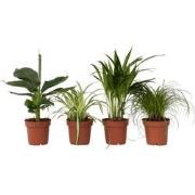 Diervriendelijke planten - Mix van 4 - Pot 12cm - Hoogte 20-40cm