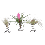 Tillandsia op spiraal - 3 luchtplantjes op decoratieve spiraal - Hoogt...