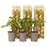 Kiwi Actinidia 'Jenny' - Set van 3 - Kiwiplanten - Pot 9cm - Hoogte 20...