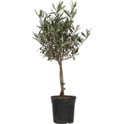 Olea Europaea - Winterharde olijfboom op stam - Pot 17cm - Hoogte 60-7...