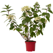 Hydrangea paniculata Wim's Red - Hortensia - ?19cm - Hoogte 25-40cm