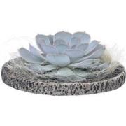 Echeveria Koala Bowl - vetplant/succulent op decoratieve schaal - Grij...