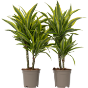 Dracaena Deremensis - Lemon Lime - Set van 2 - Pot 17cm - Hoogte 60-70...