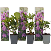 Rhododendron Catawbiense Purple - Set van 3 - Paars - Pot 9cm - Hoogte...