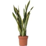 Sansevieria Laurentii - Vrouwentong - Pot 21cm - Hoogte 65-75cm