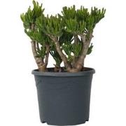 Crassula ovata Hobbit - Vetplant - Kamerplant - Pot 30cm - Hoogte 55-6...