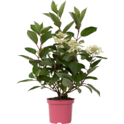 Hydrangea paniculata Early Harry - Pluimhortesia - Pot 19cm - Hoogte 2...