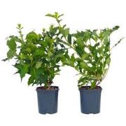 Weigela Red Prince - Set van 2 - Pot 17cm - Hoogte 25-40cm - struik/he...