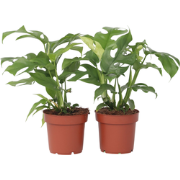 Rhaphidophora Tetrasperma - Set van 2 - Monstera - Pot 12cm - Hoogte 2...