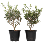 Olea Europaea - Set van 2 - Winterharde olijfstruik - Pot 14cm - Hoogt...