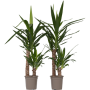 Yucca Elephantipes - Palmlelie - Set van 2 - Kamerpalm - ?17cm - Hoogt...